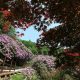 Oasi Zegna, Rododendri In Fiore - © oasizegna.com