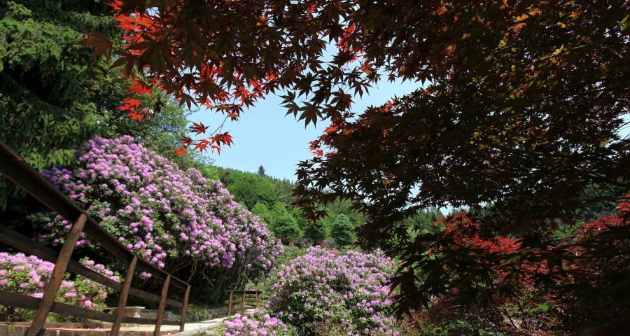 Oasi Zegna, Rododendri In Fiore - © oasizegna.com